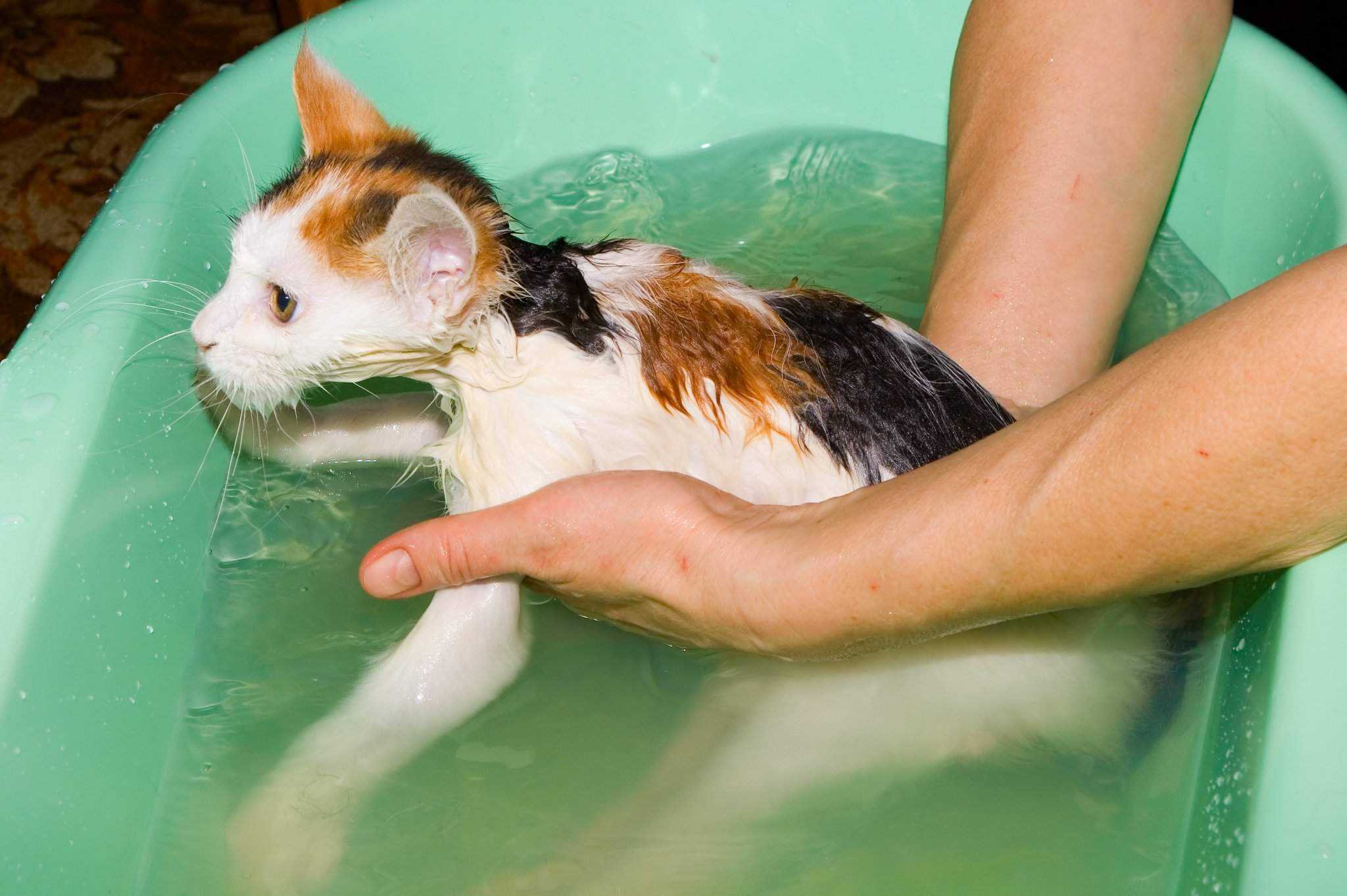 Мытье кошек и котят. температура воды для купания котов и кошек