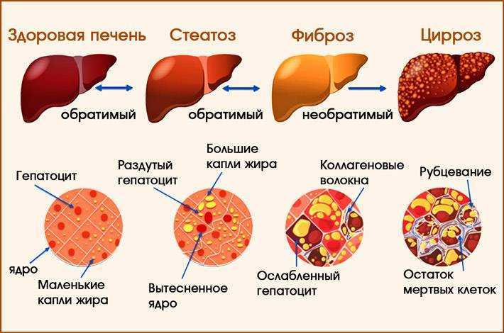 Ультрасонографические различия органов брюшной полости собак и кошек  – статья о лечении животных ивц мва