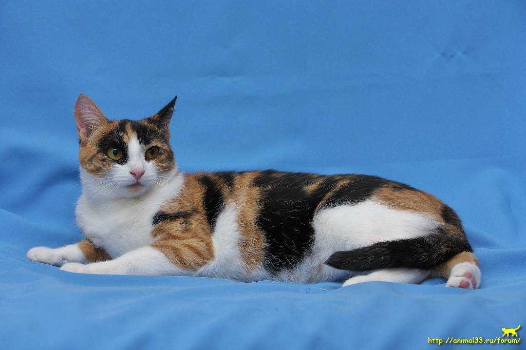 Трехцветная кошка: особенности, приметы и характер : clubcat