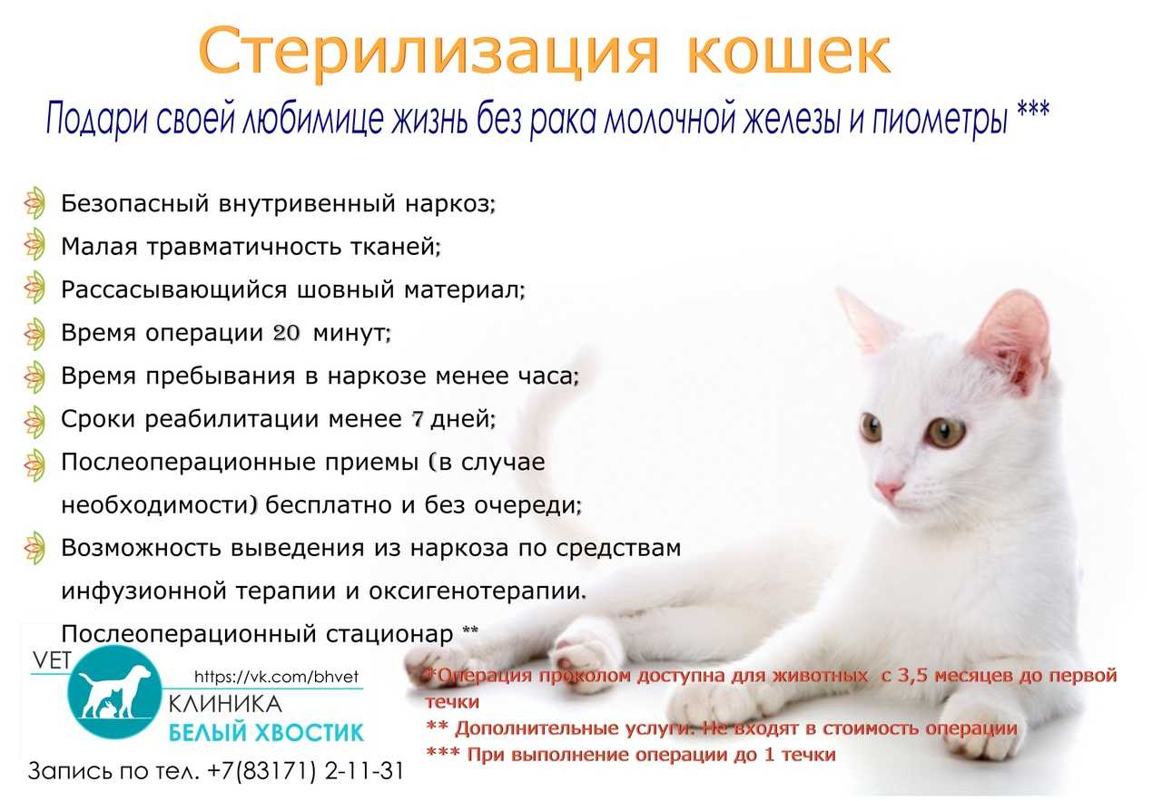 Стерилизация кошек: основные плюсы и минусы, доводы за и против