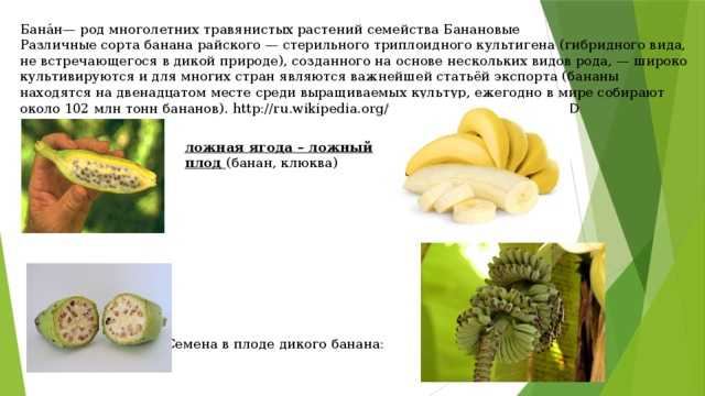 Какие фрукты и ягоды можно собакам