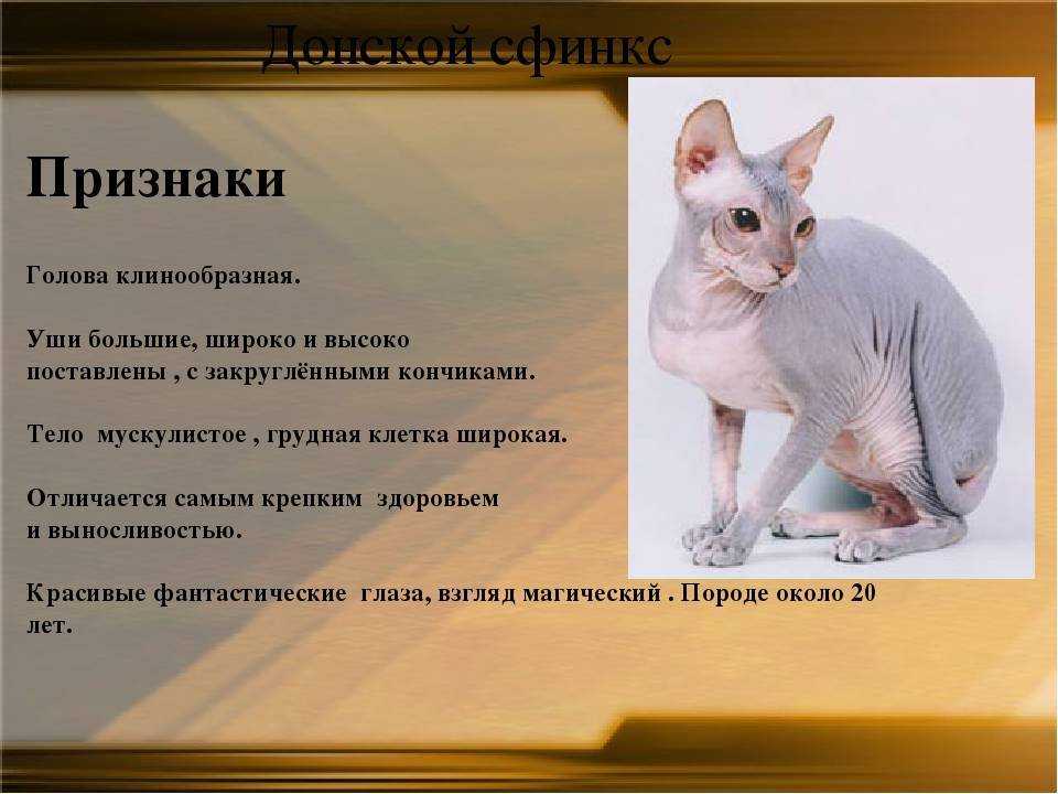 Донские сфинксы – животные с неземной внешностью и невероятно дружелюбным характером