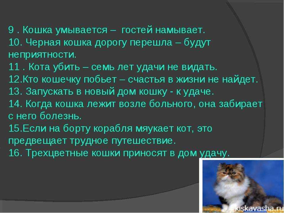 Кошка – лучшая защита вашего дома от нечисти и дурного глаза, выберите свою