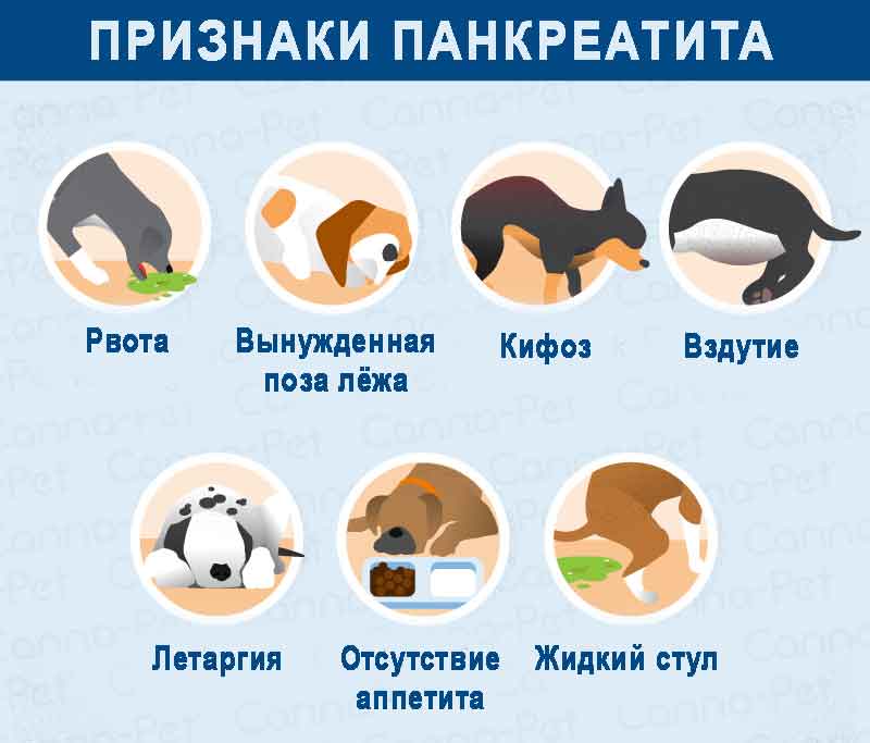 Симптомы защемления нерва на шее собаки - собаки 2024