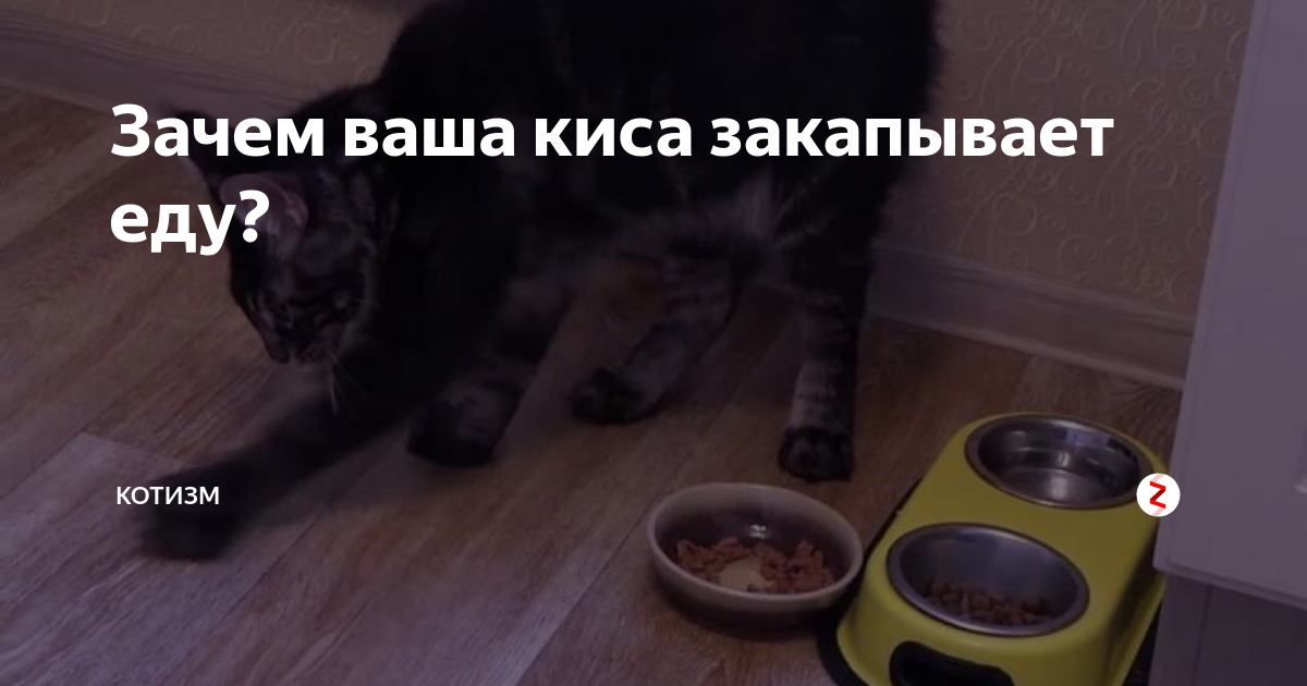 Почему кошка закапывает миску с едой или скребет лапой рядом с ней