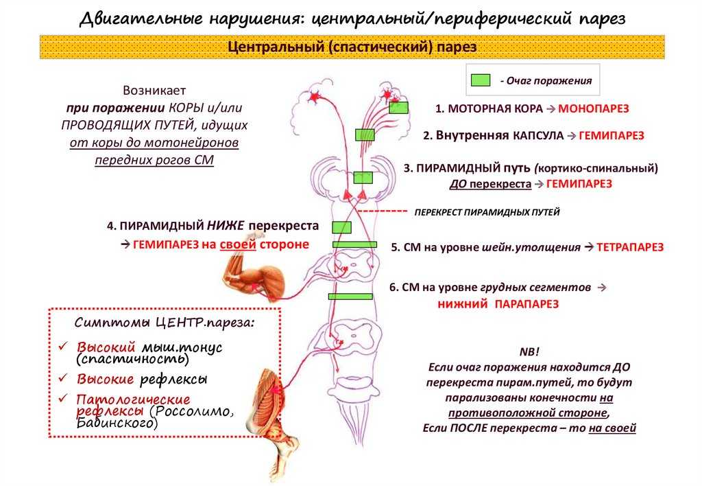 Почему кошки хромают на задние лапы если не видно каких-то повреждений