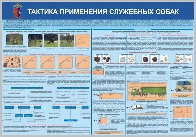 Какие бывают профессии у собак