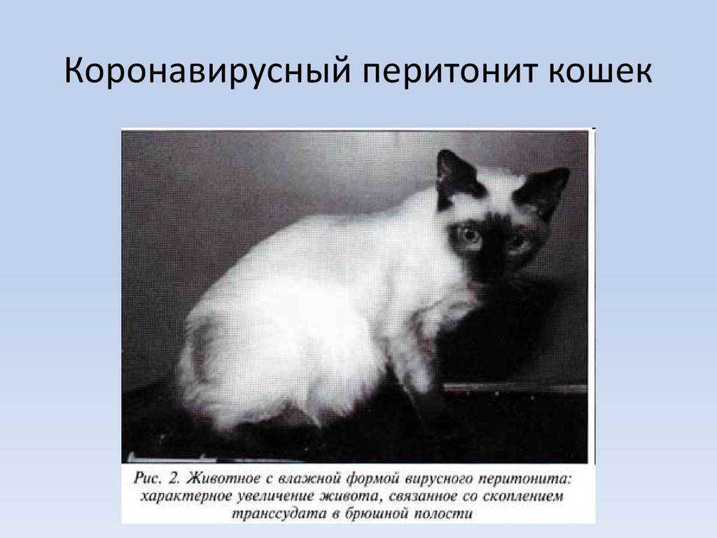 Коронавирус у кошек: симптомы, диагностика, терапия | ваши питомцы