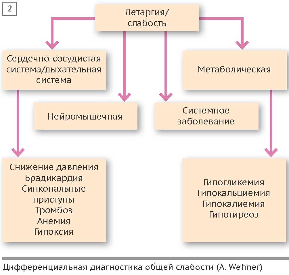 Гипотиреоз у собак: причины, клиническая картина, терапия