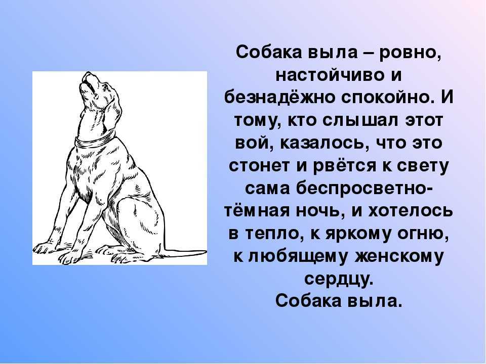 Что означает собачий вой: чем обусловлен, можно ли отучить выть питомца