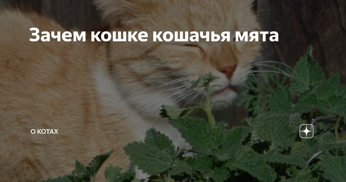 Почему кошки едят кактусы | зооляндия