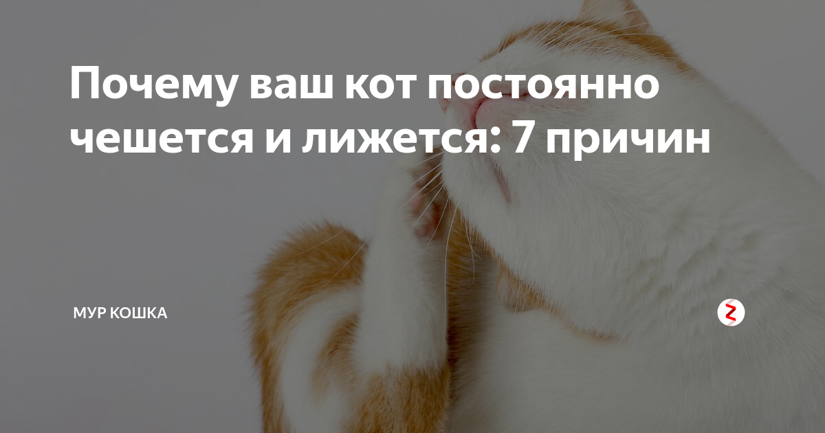 Лечим расчесы у кошек: быстро, эффективно, правильно | ваши питомцы