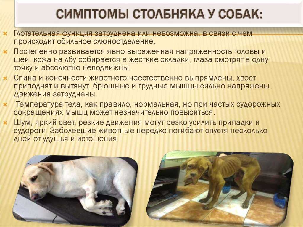 Судороги у собаки – причины и лечение