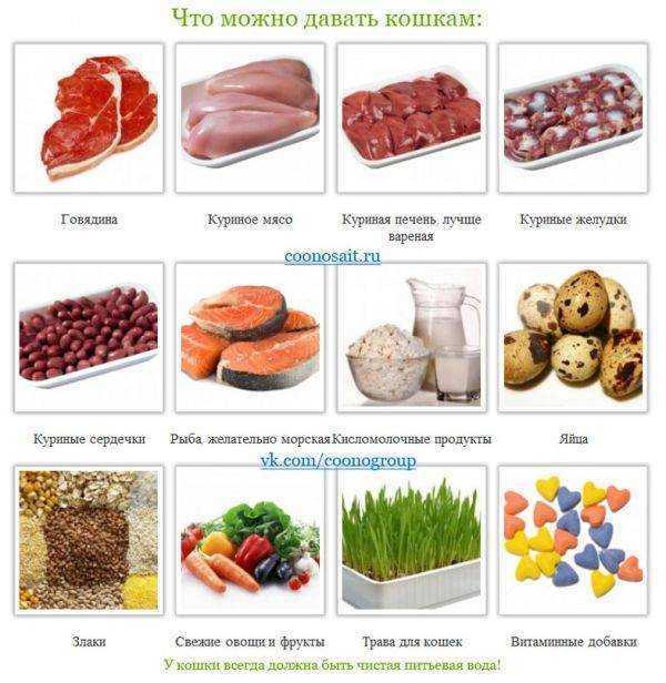 Можно ли давать кошке рыбу: какую, в каком виде, возможные опасности