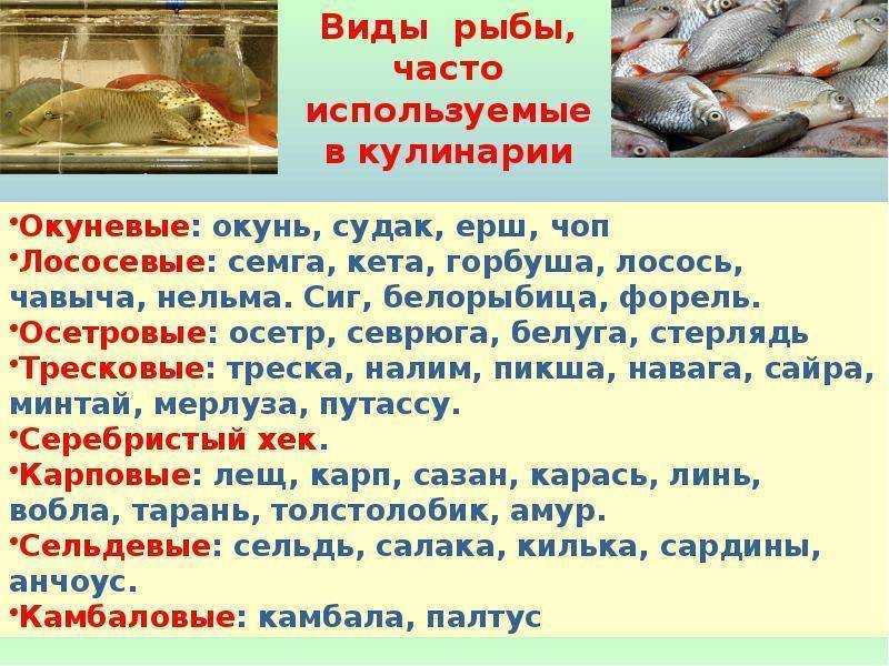 Почему кошки любят рыбу: польза и вред, какую рыбу давать