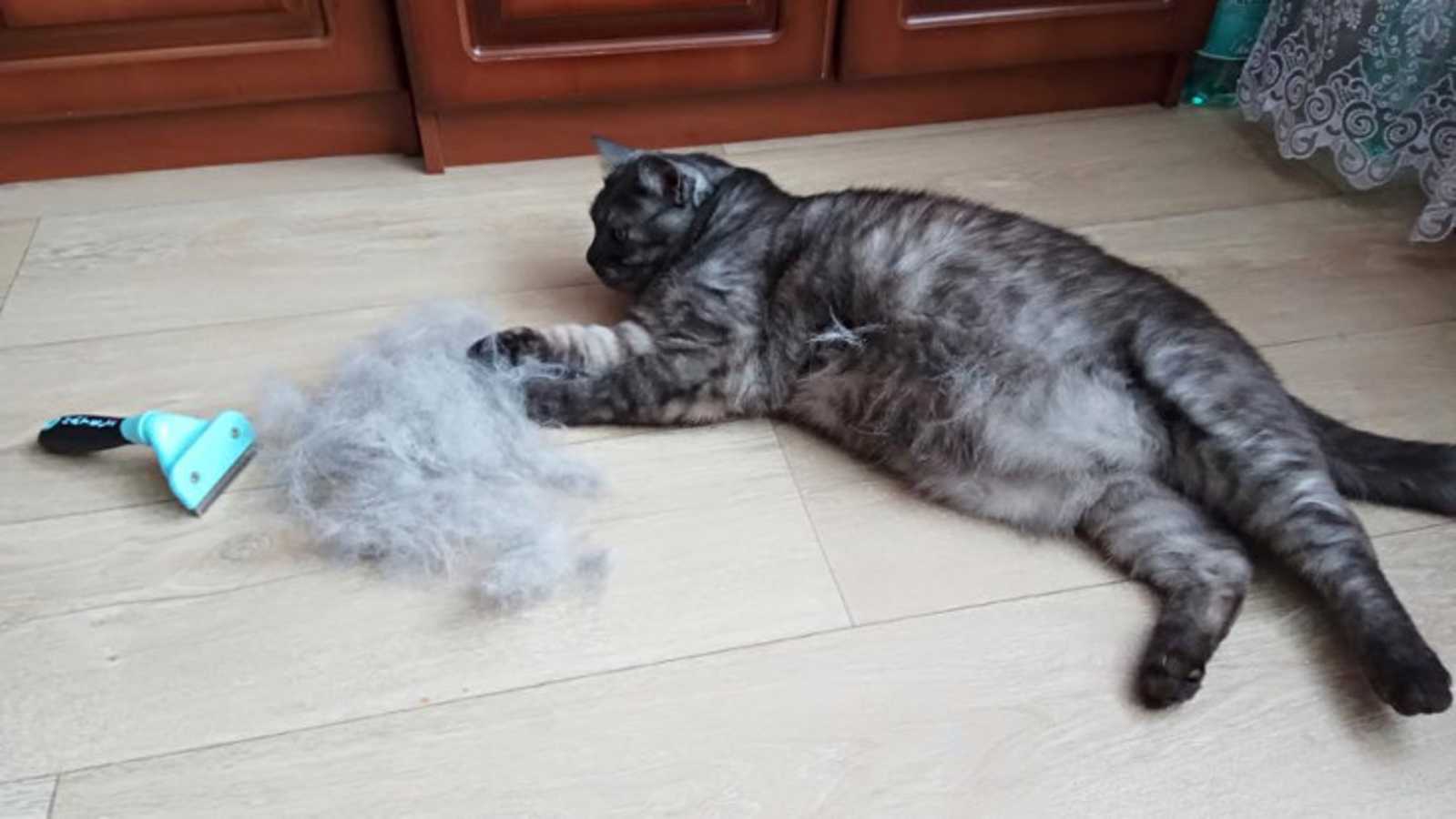 Что делать, если кошка сильно линяет