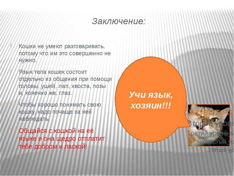 Почему кошка мяукает без причины