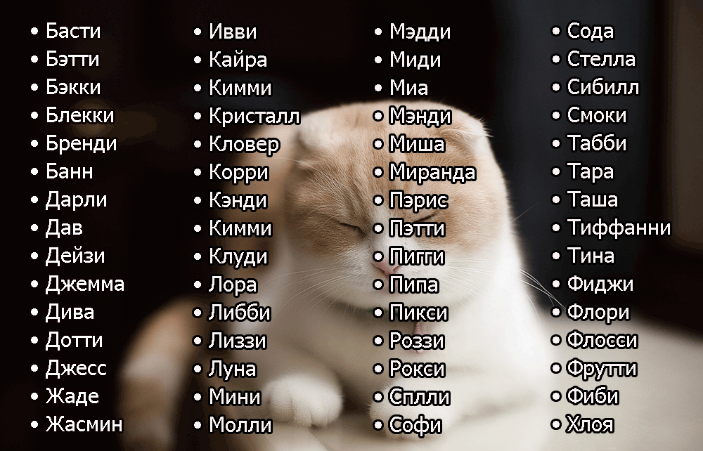 Как назвать кота мальчика: 200 имен для котов разного цвета :: инфониак