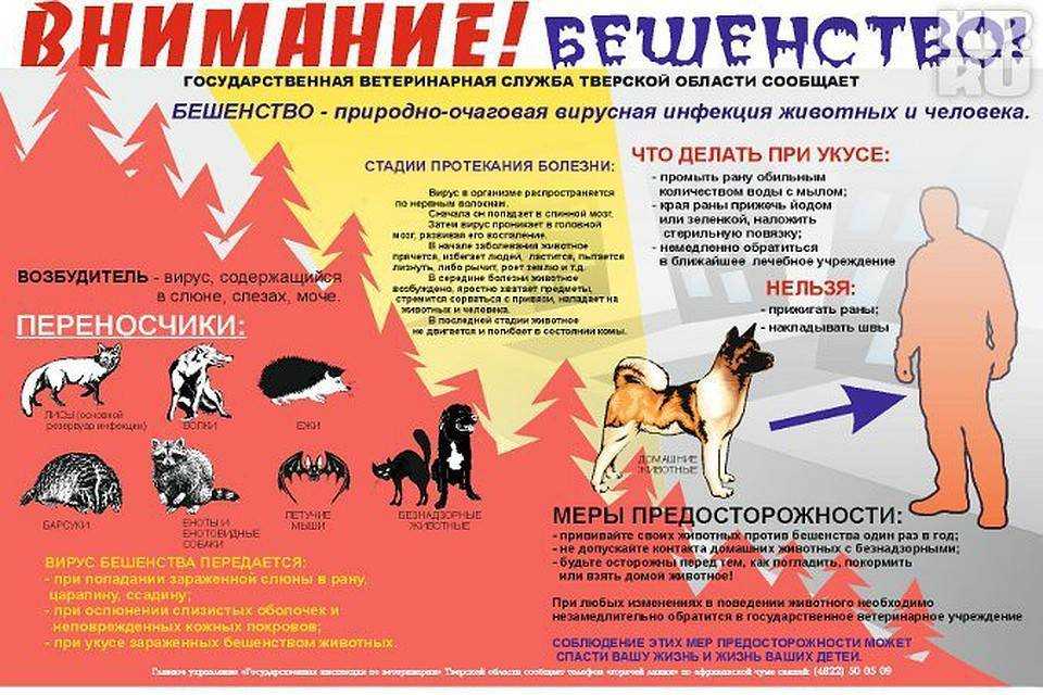 Болезни собак передающиеся человеку