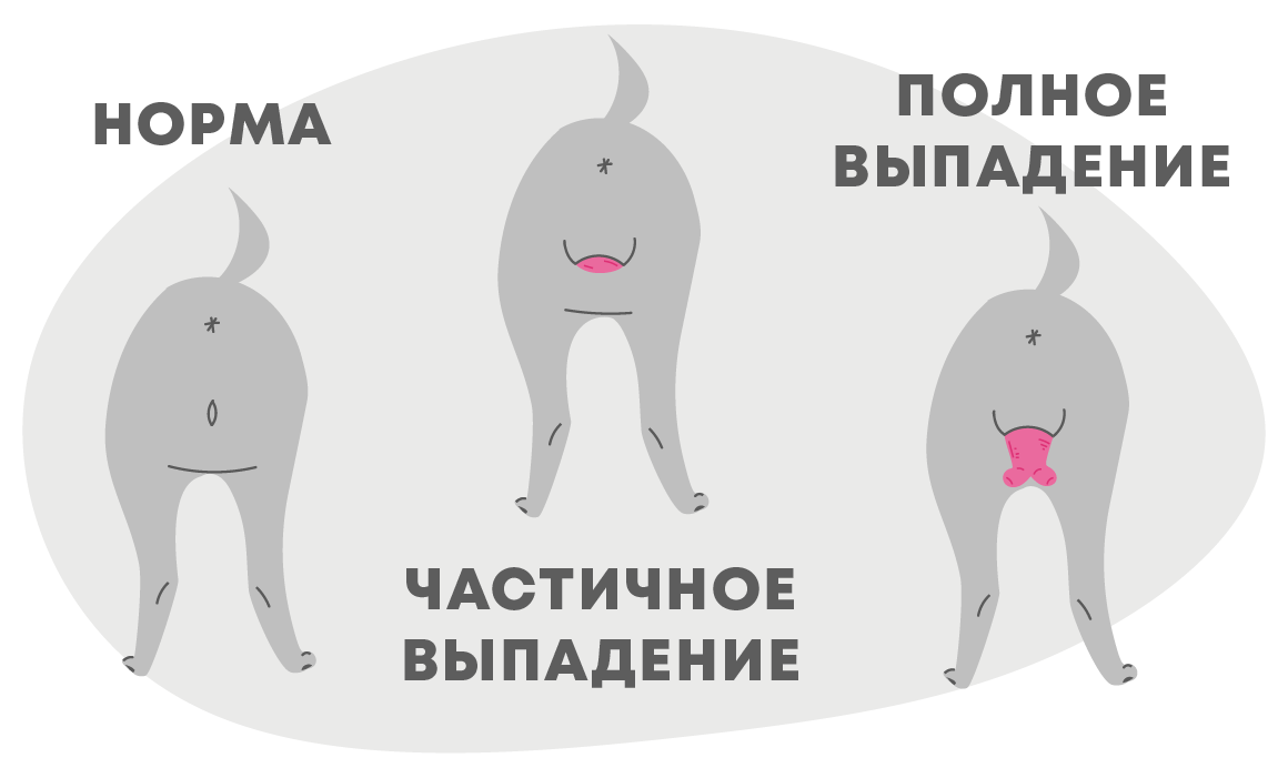 Как помочь кошке родить, если она не справляется самостоятельно | блог ветклиники "беланта"
