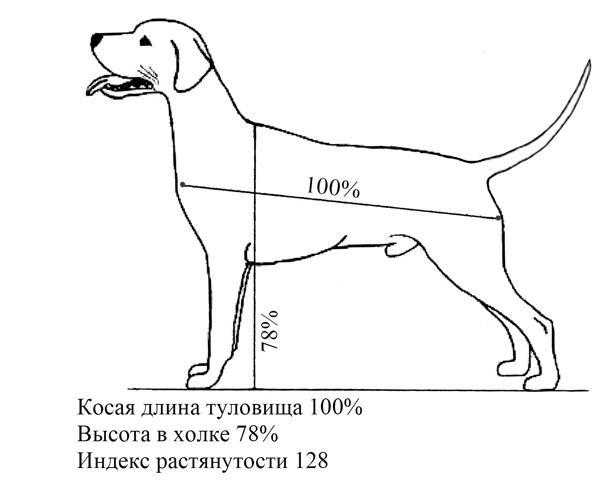 До скольки месяцев обычно продолжают расти мелкие, средние и крупные собаки