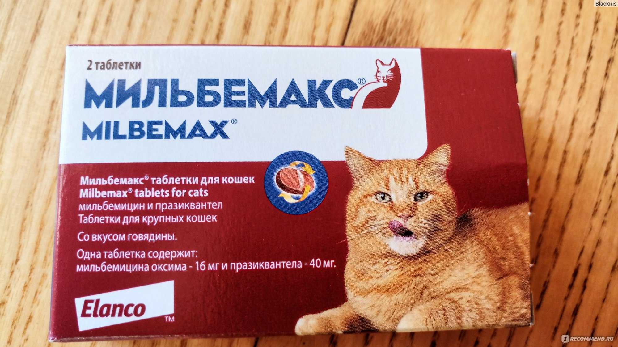 Дегельминтизация кошек: особенности процедуры