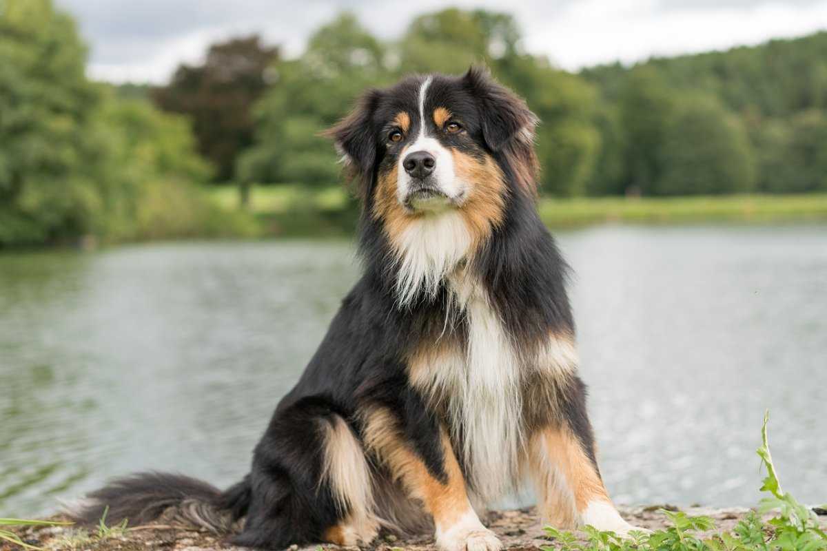 Австралийская овчарка 🐕: описание породы, характер, содержание и уход, фото собаки