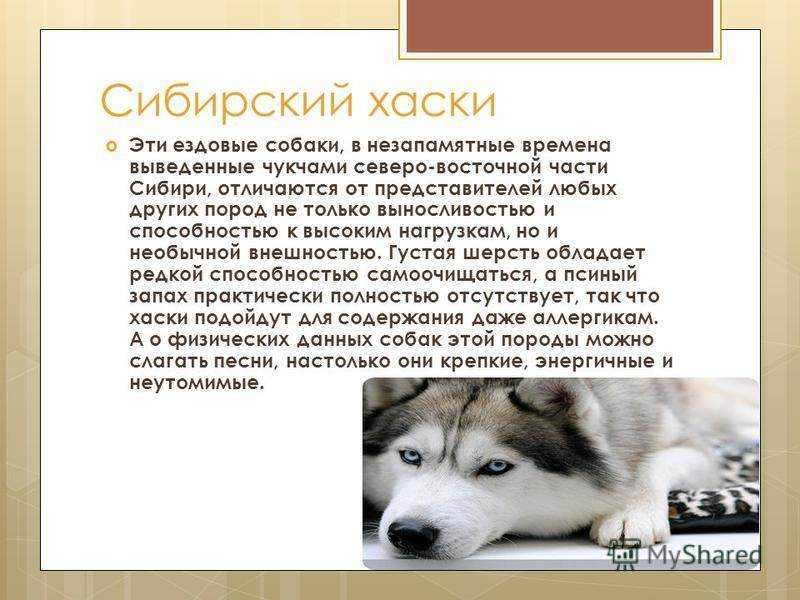 Сибирский хаски: описание породы, характер, чем кормить, стандарты, уход и содержание
