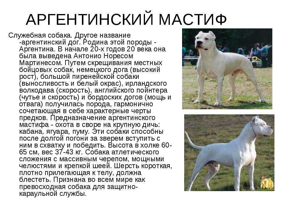 Порода собак аргентинский дог и ее характеристики с фото