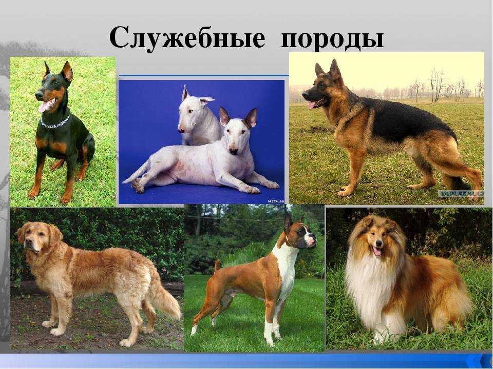 Лучшие служебные породы собак с фотографиями и названиями