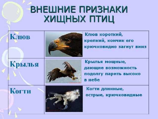 Насколько велика собака может забрать ястреб?