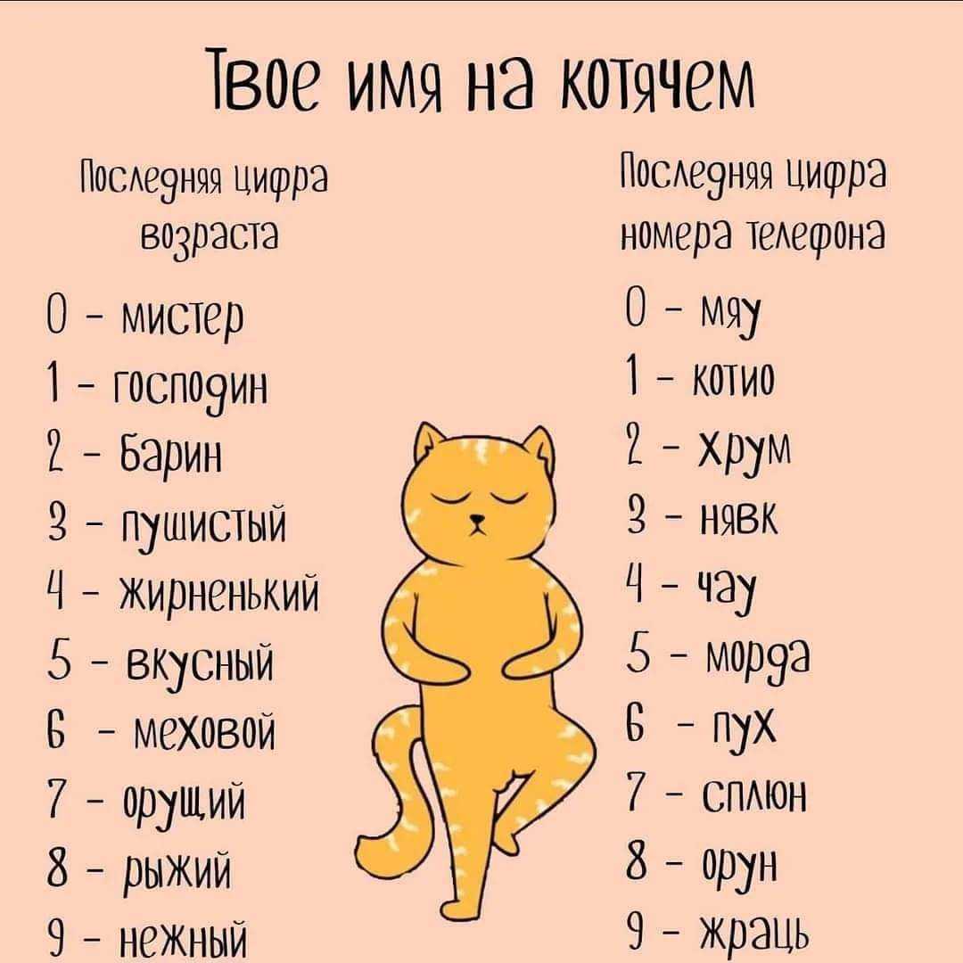 Как назвать котенка рыжего цвета