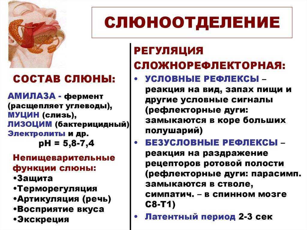 У собаки текут слюни