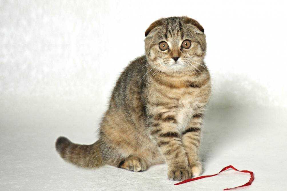 Какие кошки лучше ловят мышей?