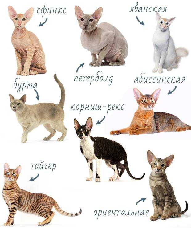 Сфинксы: особенности «инопланетных» кошек