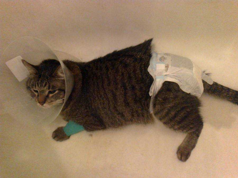 Памперсы для кошек