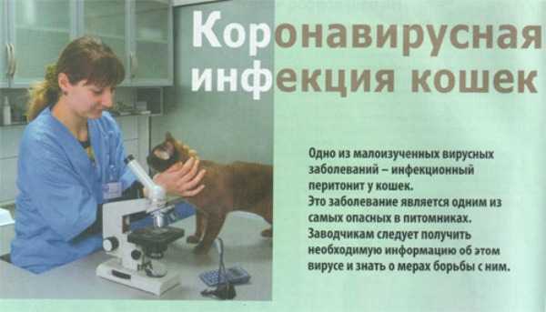 Коронавирус у собак: признаки, лечение, симптомы, передается ли человеку