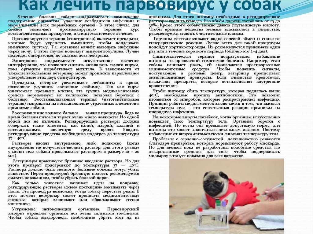 Крапивница у собак и ангионевротический отек
