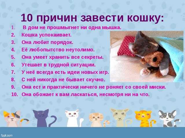 Как сделать игрушку для кота? игрушки для кошек и котят своими руками