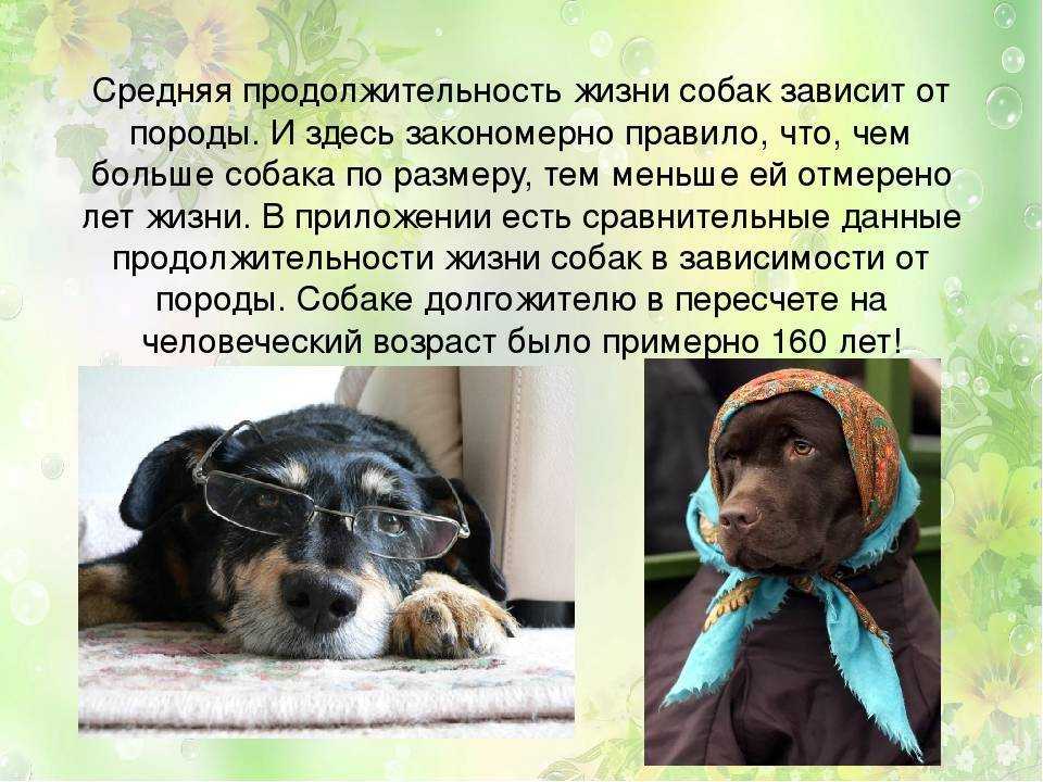 Кто лучше: породистые собаки или дворняги?
