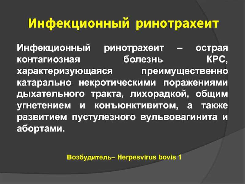 Питомниковый кашель у собак – симптомы и лечение, профилактика аденовироза
