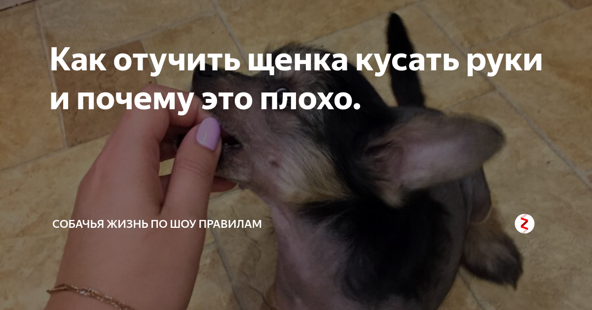 Как отучить собаку кусаться за руки и ноги, во время игры