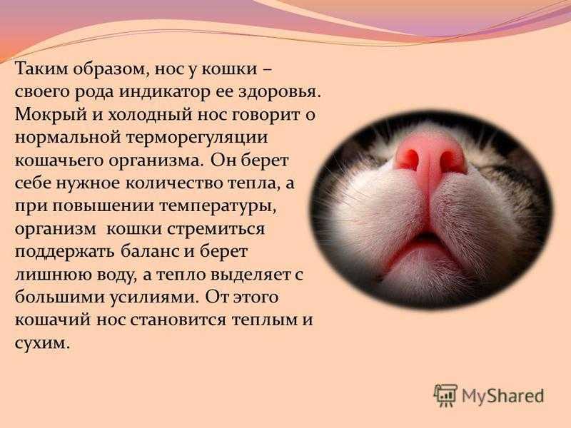 Почему у котенка нос стал сухим и горячим Всегда ли это говорит о проблемах со здоровьем Что делать в этой ситуации В каких случаях котенку необходима помощь ветеринара
