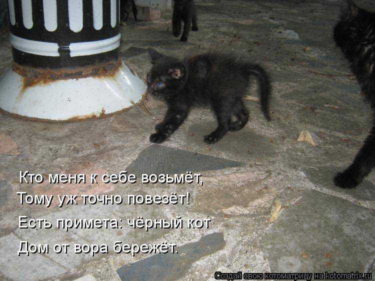 6 причин почему черный кот в доме это хорошо - статья нло мир