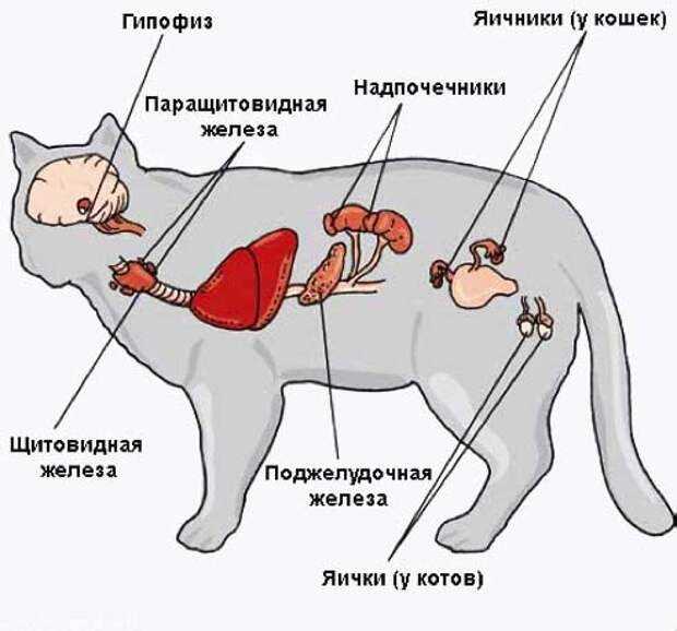 Колики у кошки: виды, симптомы, диагностика, первая помощь, лечение