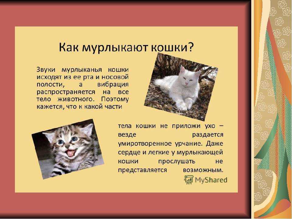 Почему кошки мурлыкают, как это происходит и откуда издается звук