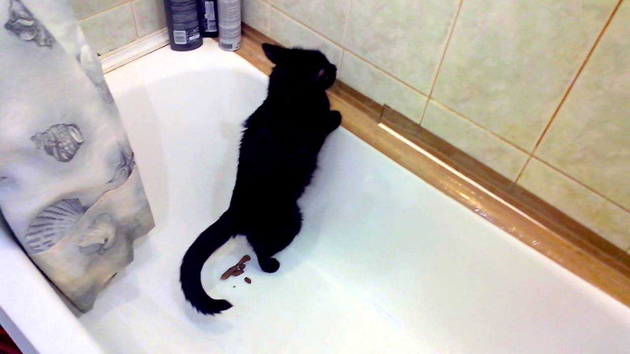 Кровь в кале у кота