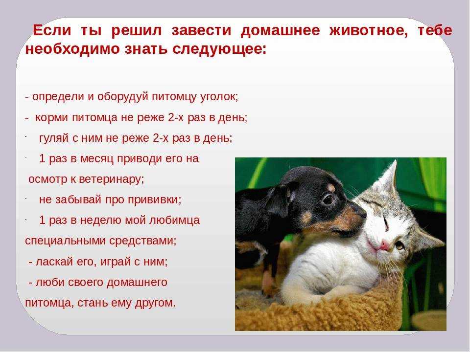 Все о кошках, интересные факты о кошках и котах | kotey-ka.ru
