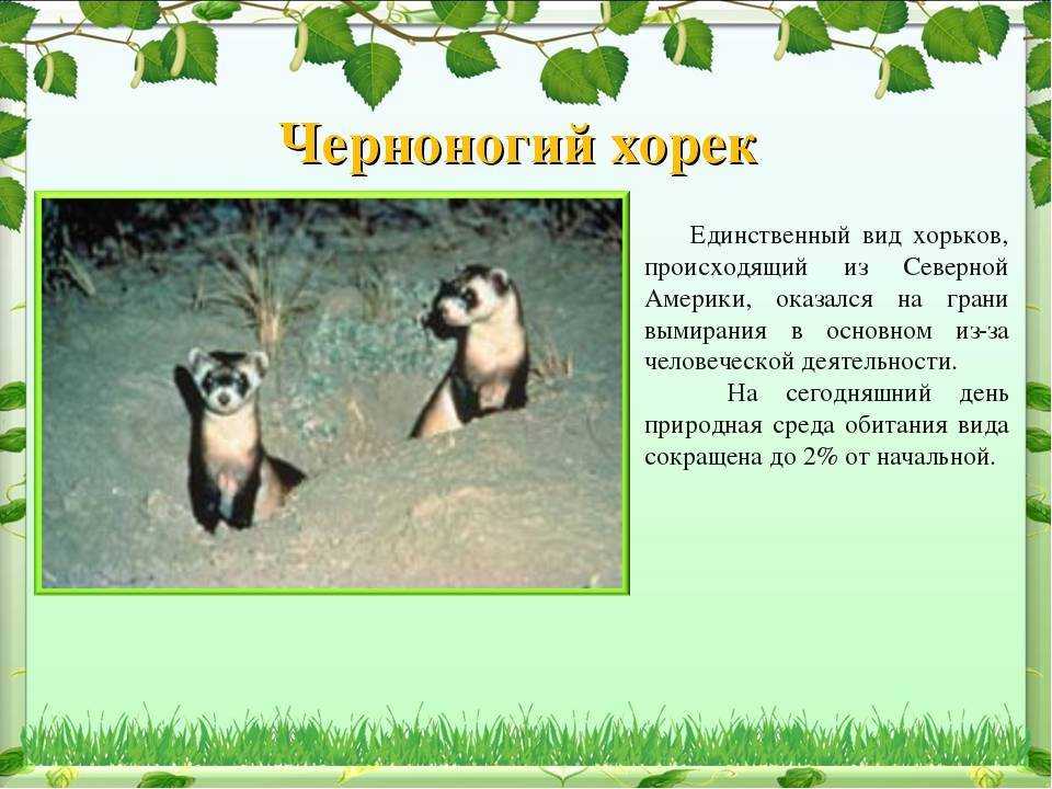 Хорек 🔥 описание животного, особенности, виды, образ жизни