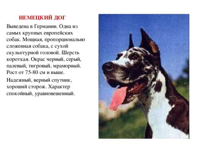 Собаки породы датский дог, характерные особенности, история происхождения и стандарты породы